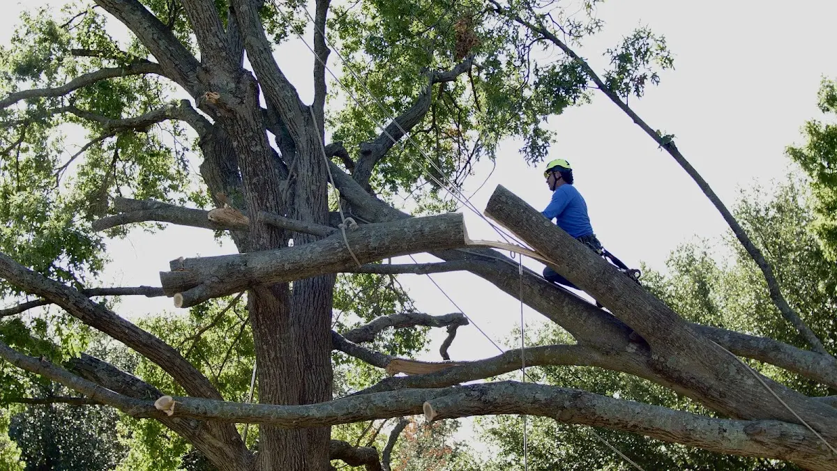 Professional Crown Thinning performed by certified arborists in Broomes Island