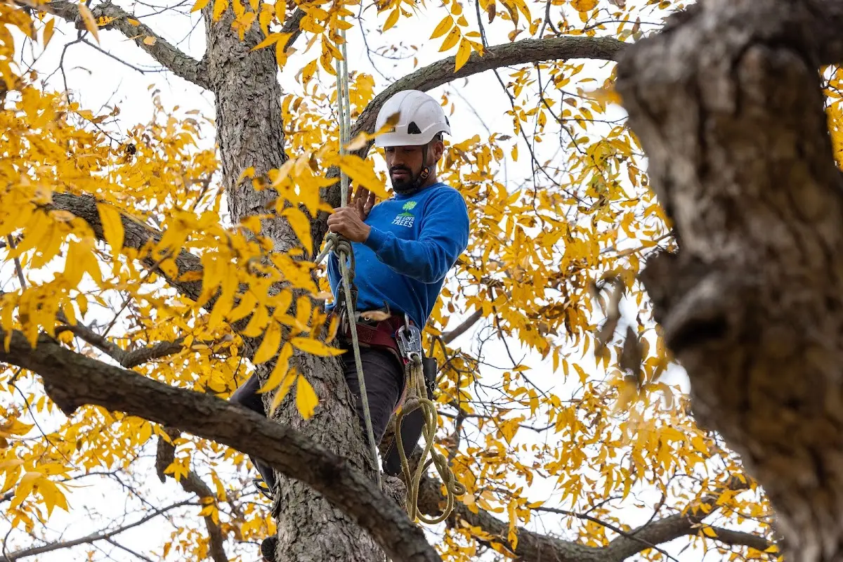 Skilled Tree Pruning crew working in Broomes Island