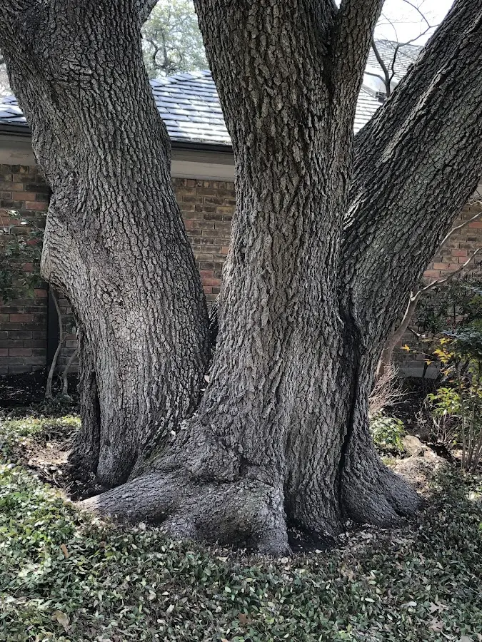 Mature heritage tree close to a Broomes Island property cared for by certified arborists