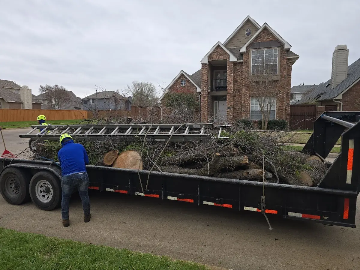 Expert Tree Removal with proper safety equipment in Broomes Island